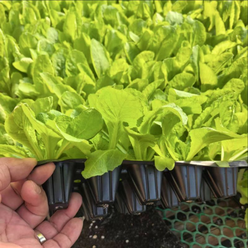 山东寿光白菜苗大白菜苗品质保证大量现货量大优惠