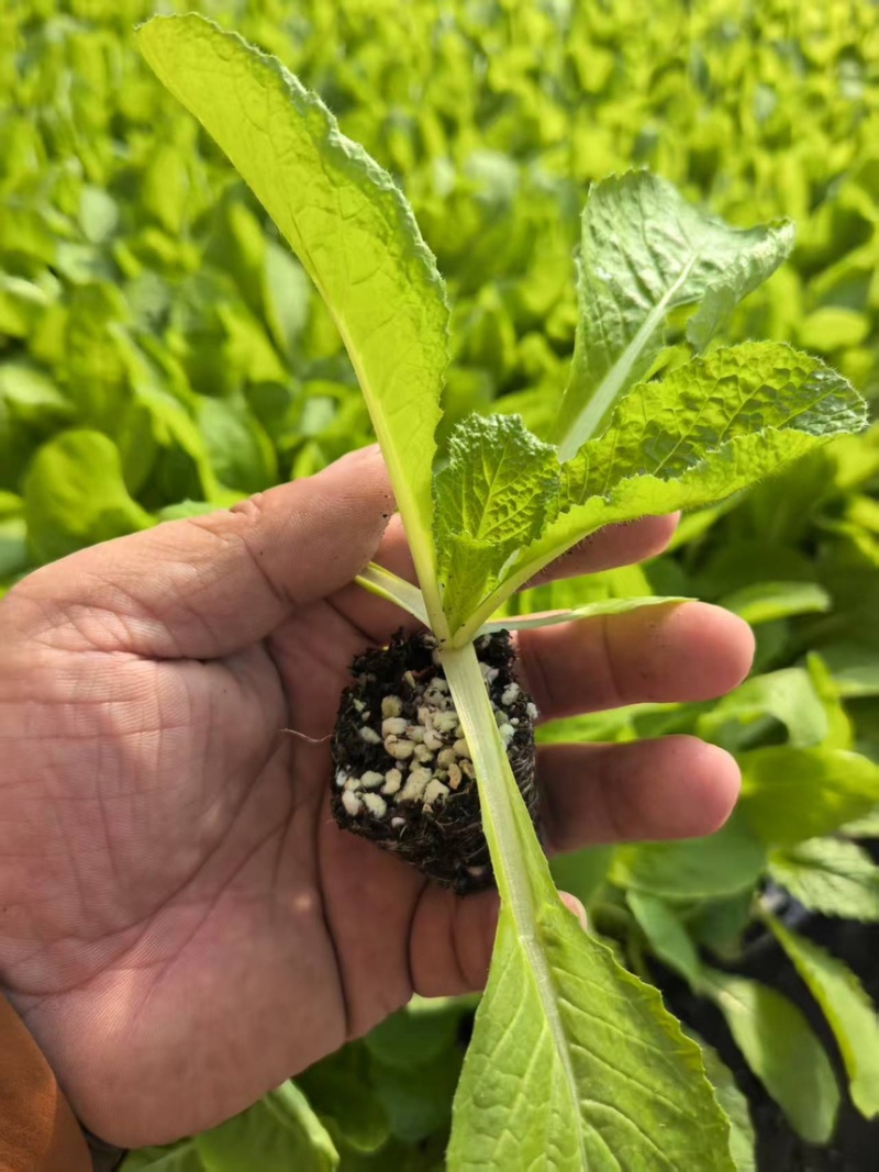 山东寿光白菜苗大白菜苗品质保证大量现货量大优惠