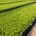 山东寿光白菜苗大白菜苗品质保证大量现货量大优惠