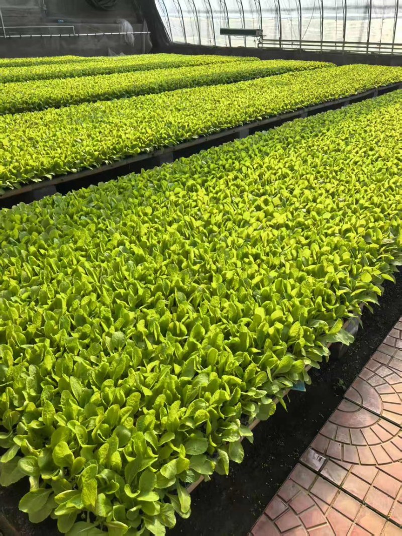 山东寿光白菜苗大白菜苗品质保证大量现货量大优惠
