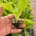 山东寿光白菜苗大白菜苗品质保证大量现货量大优惠