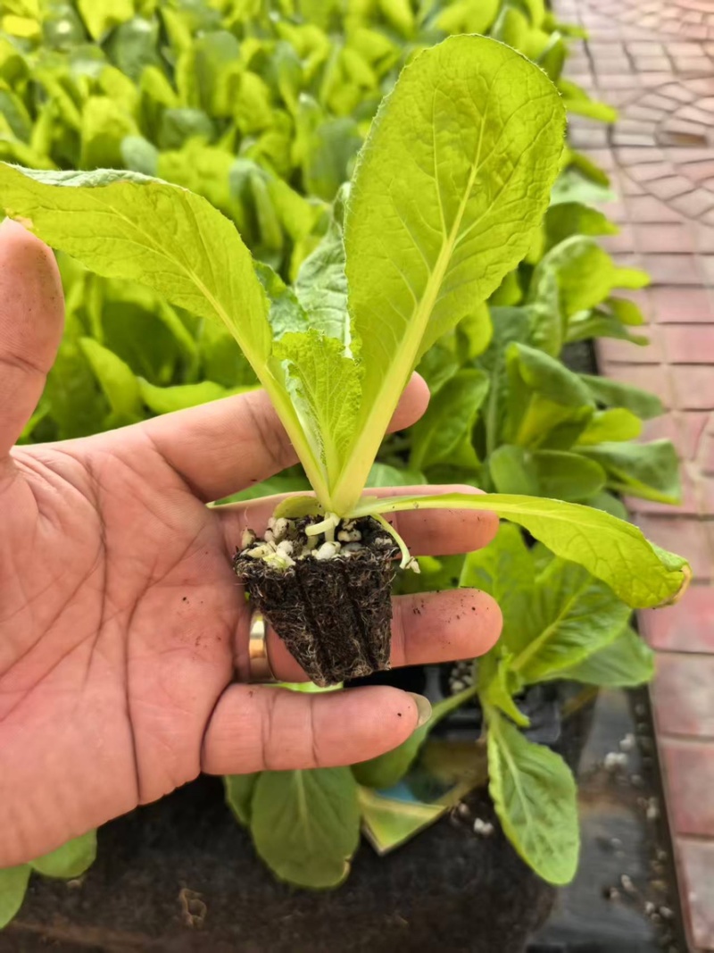 山东寿光白菜苗大白菜苗品质保证大量现货量大优惠