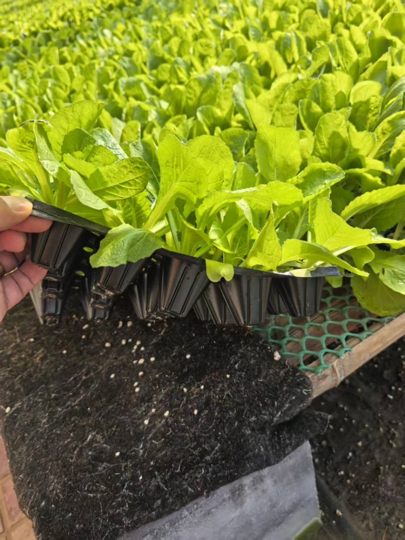 山东寿光白菜苗大白菜苗品质保证大量现货量大优惠