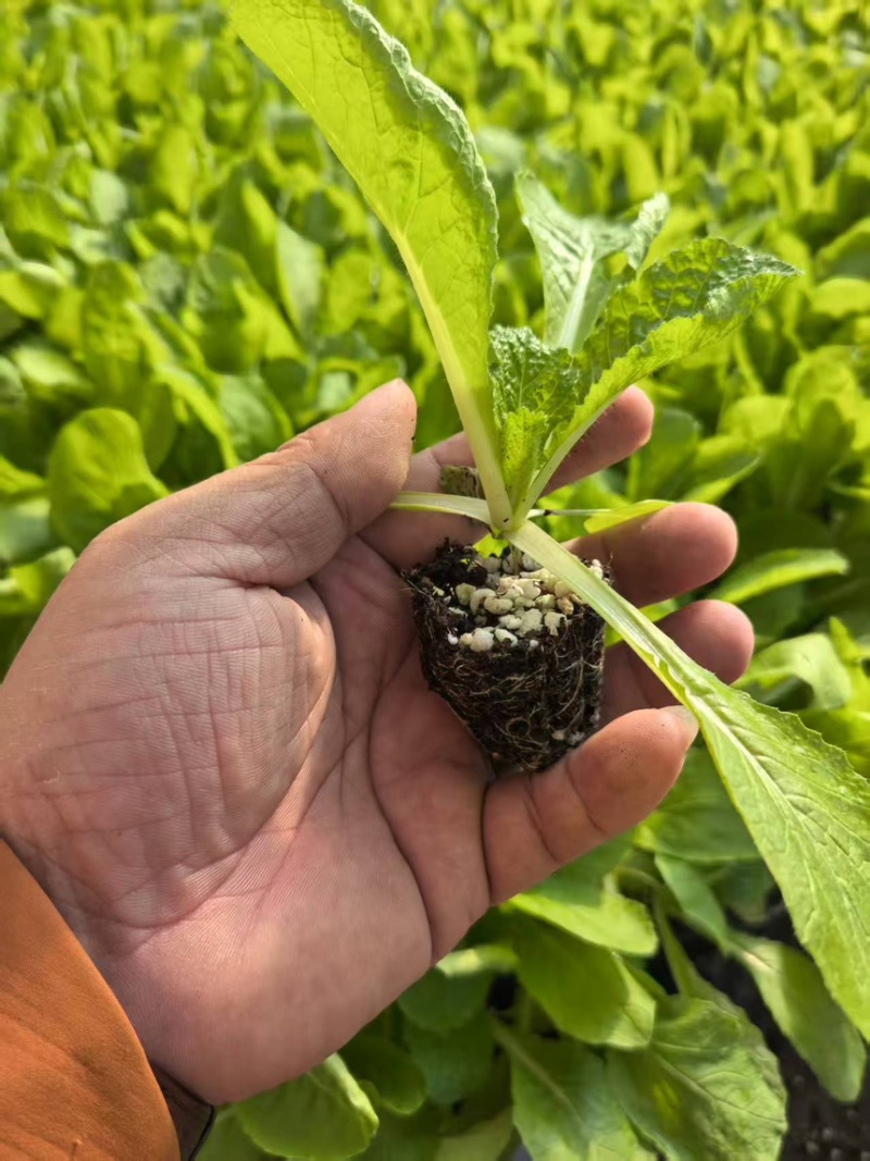 山东寿光白菜苗大白菜苗品质保证大量现货量大优惠