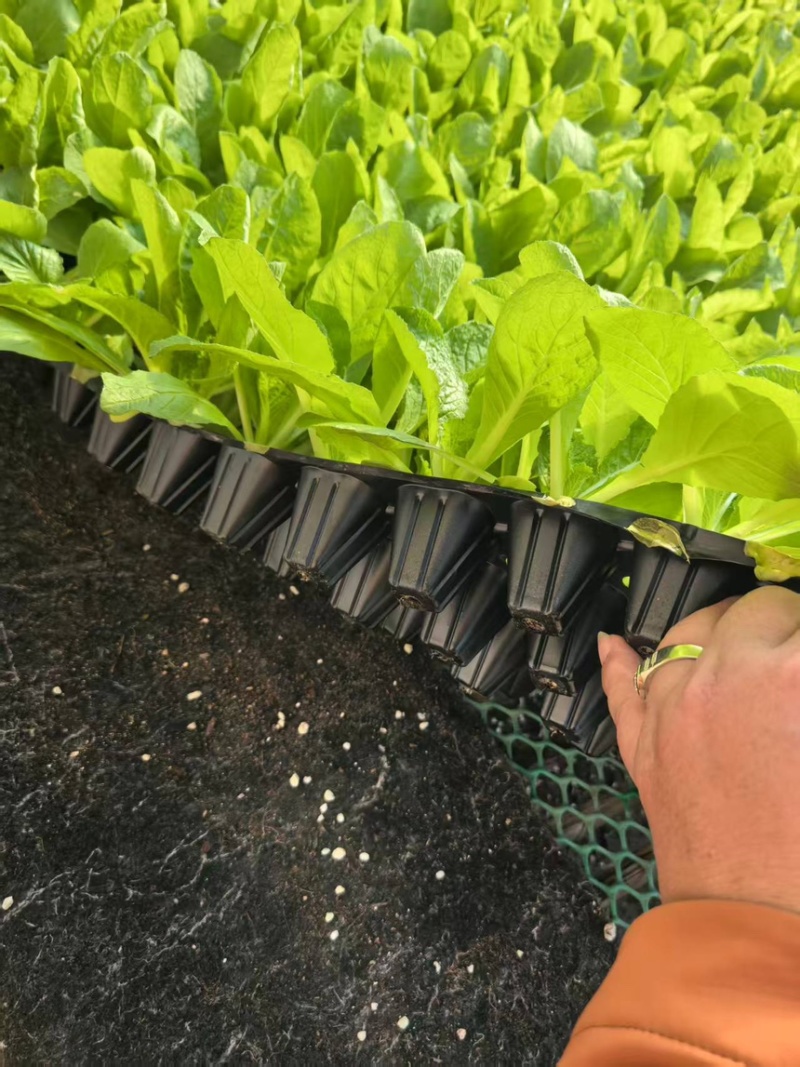 山东寿光白菜苗大白菜苗品质保证大量现货量大优惠