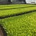 山东寿光白菜苗大白菜苗品质保证大量现货量大优惠
