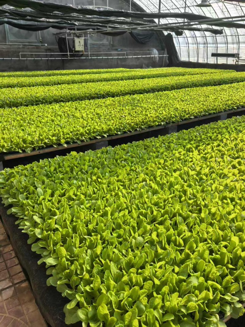 山东寿光白菜苗大白菜苗品质保证大量现货量大优惠