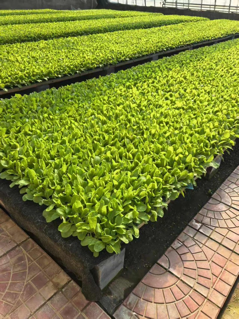 山东寿光白菜苗大白菜苗品质保证大量现货量大优惠