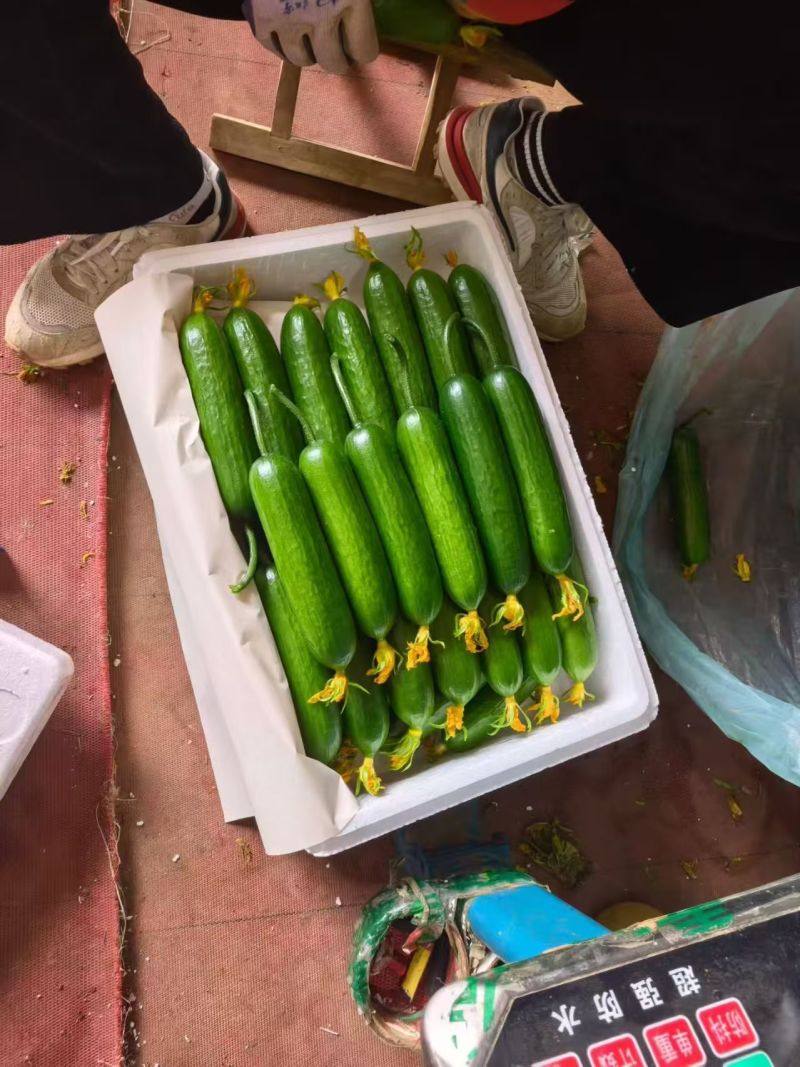 《实力》焦作小黄瓜大量现货上市基地直发对接全国保质保量