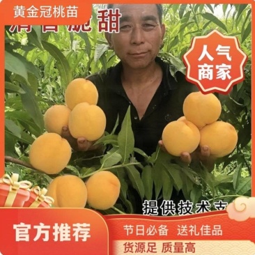 果园直发桃树苗新品种黄金凤黄金冠桃苗保真品包成活率