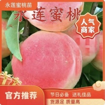 果园直发桃树苗永莲蜜桃1号2号8号全品类嫁接成品苗