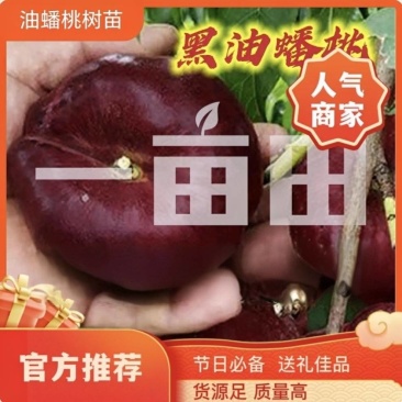 果园直发桃树苗黑油蟠桃苗红肉油蟠黑桃王保真品种成活率