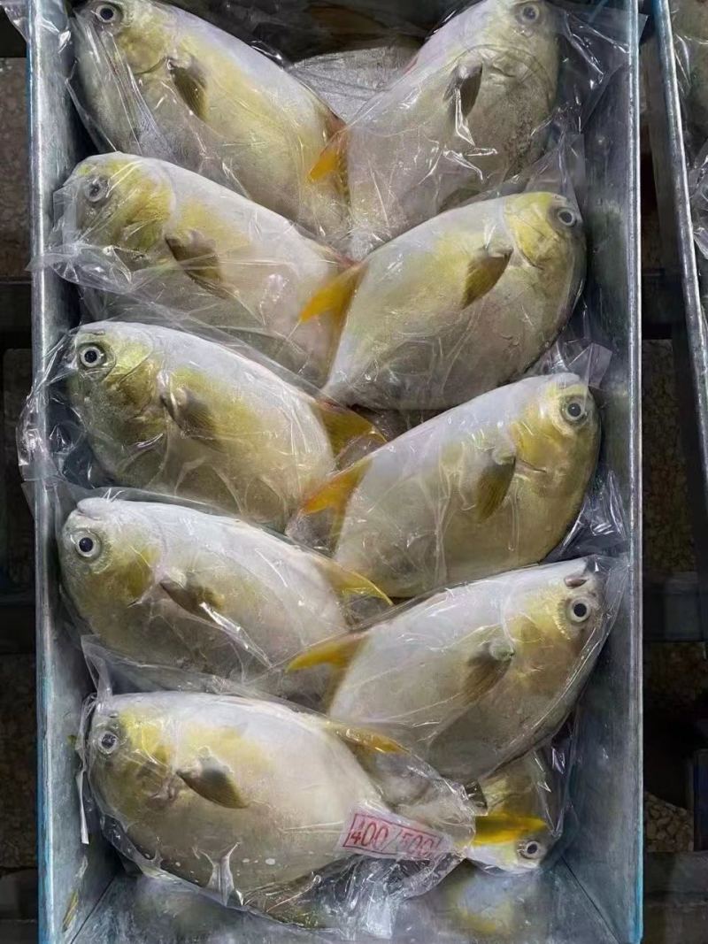单冻金鲳鱼9斤，400-500克，500-600克规格