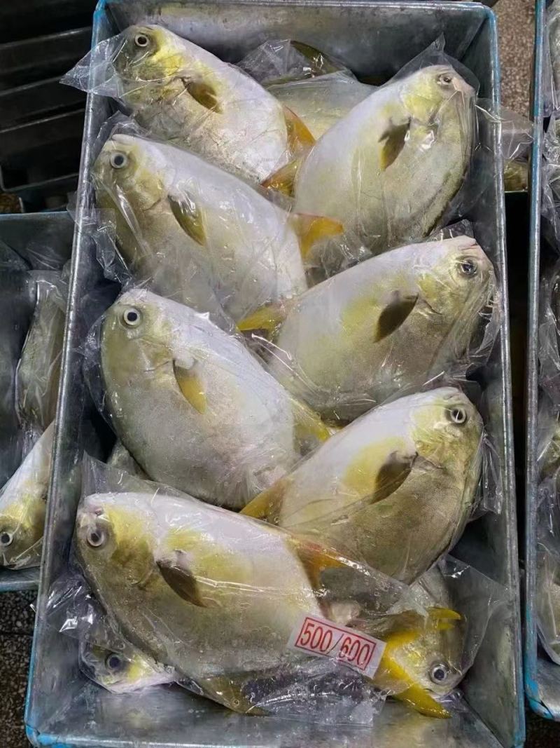 单冻金鲳鱼9斤，400-500克，500-600克规格