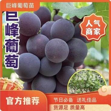 果园直发葡萄苗早熟巨峰夏黑巨盛一号早熟保真品种成活率