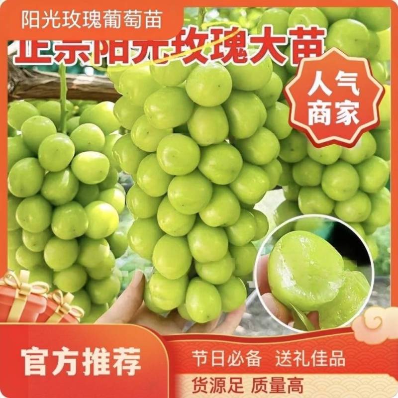 果园直发葡萄苗阳光玫瑰晴王维多利亚包品种成活率