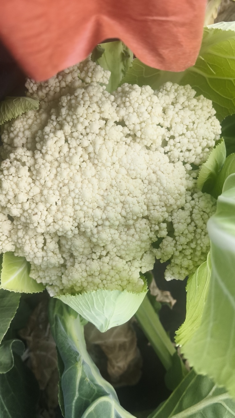 云南松花