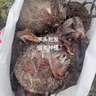 软软糯糯香香的红芽芋