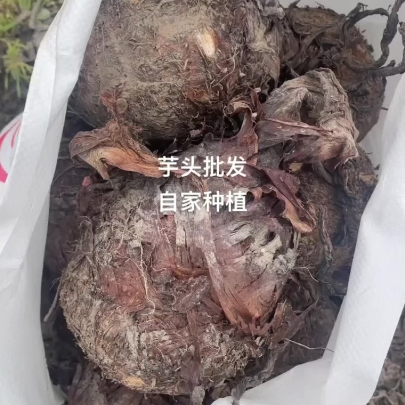 软软糯糯香香的红芽芋