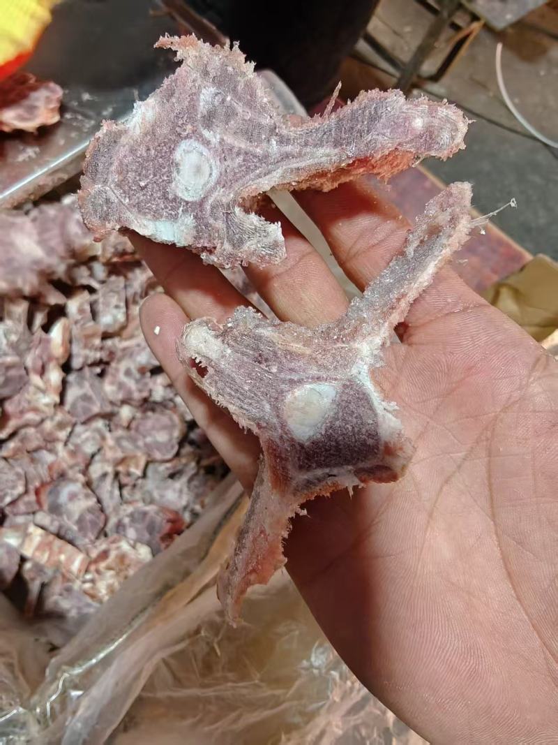 多肉羊蝎子