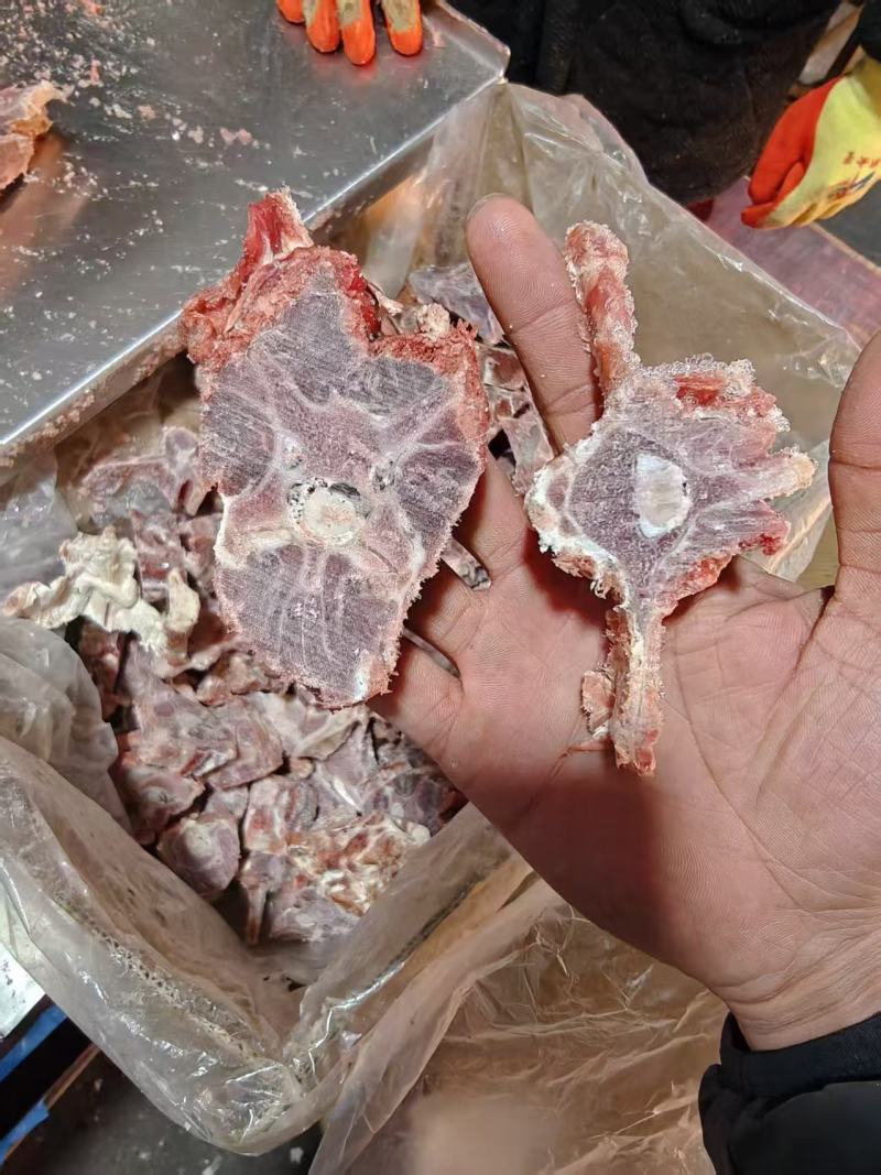 多肉羊蝎子