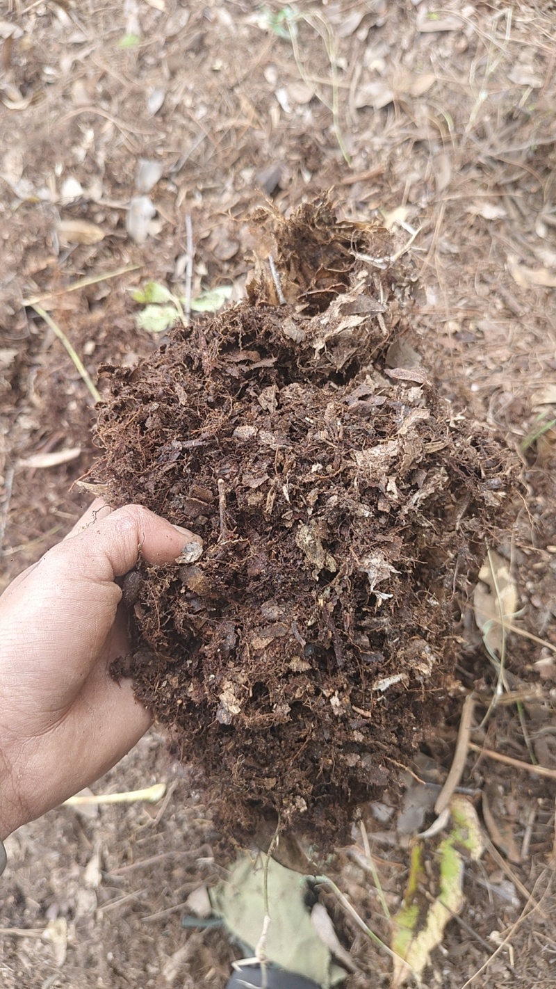 大山深处自然发酵的腐殖土