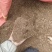 大山深处自然发酵的腐殖土