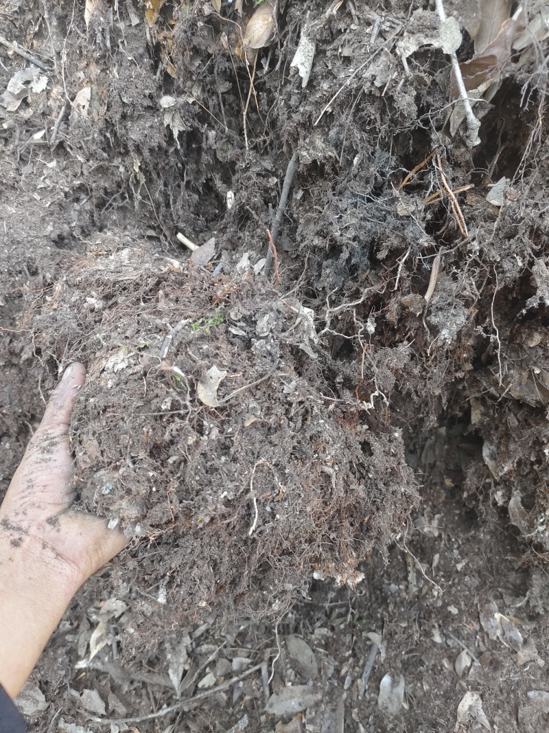 大山深处自然发酵的腐殖土