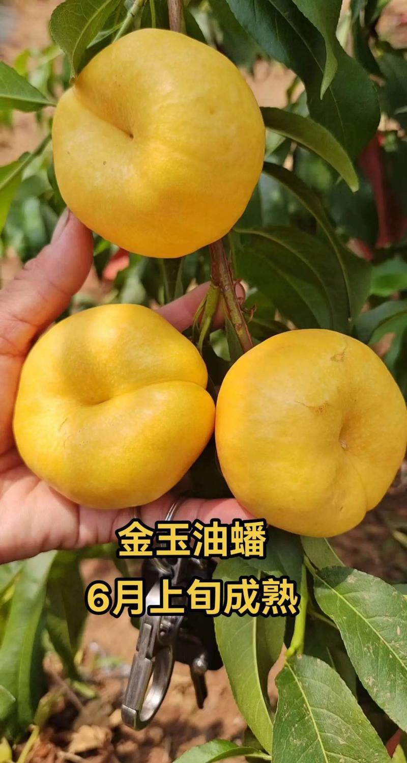 果园直发桃树苗特早熟金玉油蟠102油蟠保真正品成活率