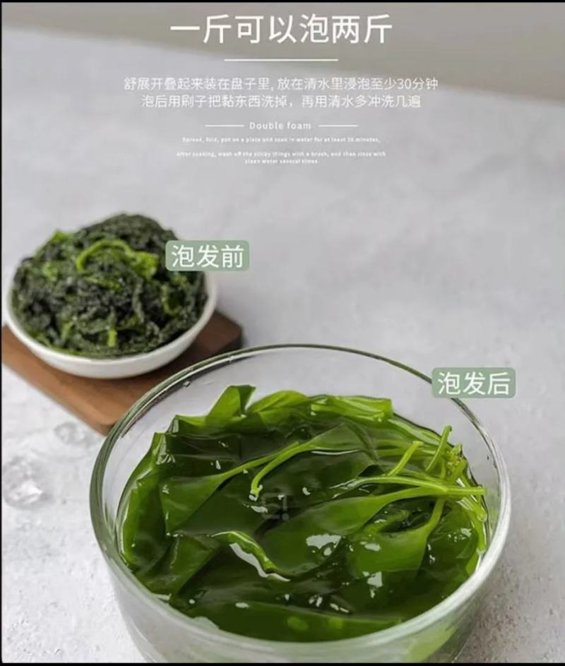 中国海带之乡福建省霞浦县海带嫩苗