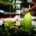 中国海带之乡福建省霞浦县海带嫩苗