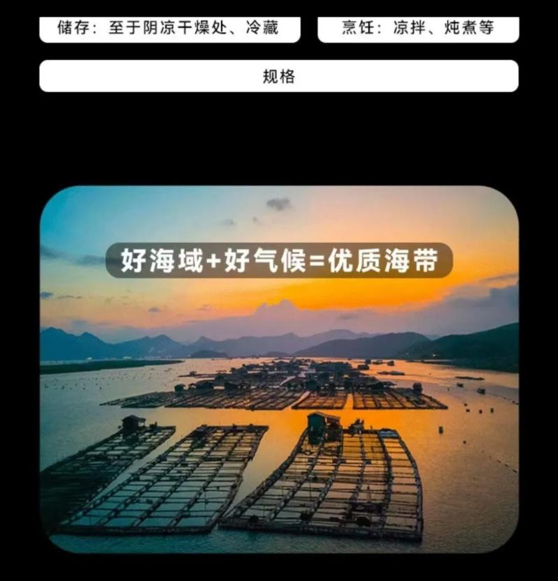 中国海带之乡福建省霞浦县海带嫩苗