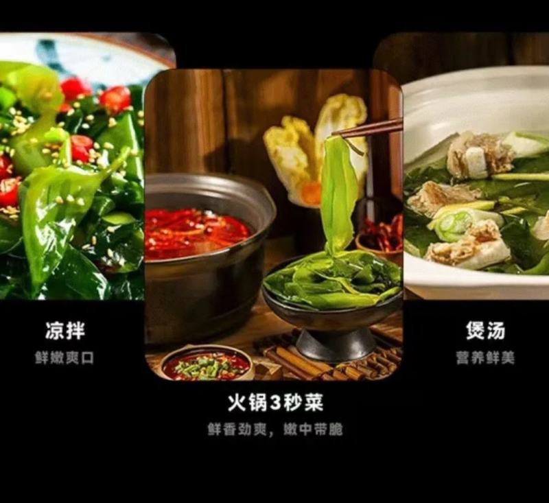 中国海带之乡福建省霞浦县海带嫩苗