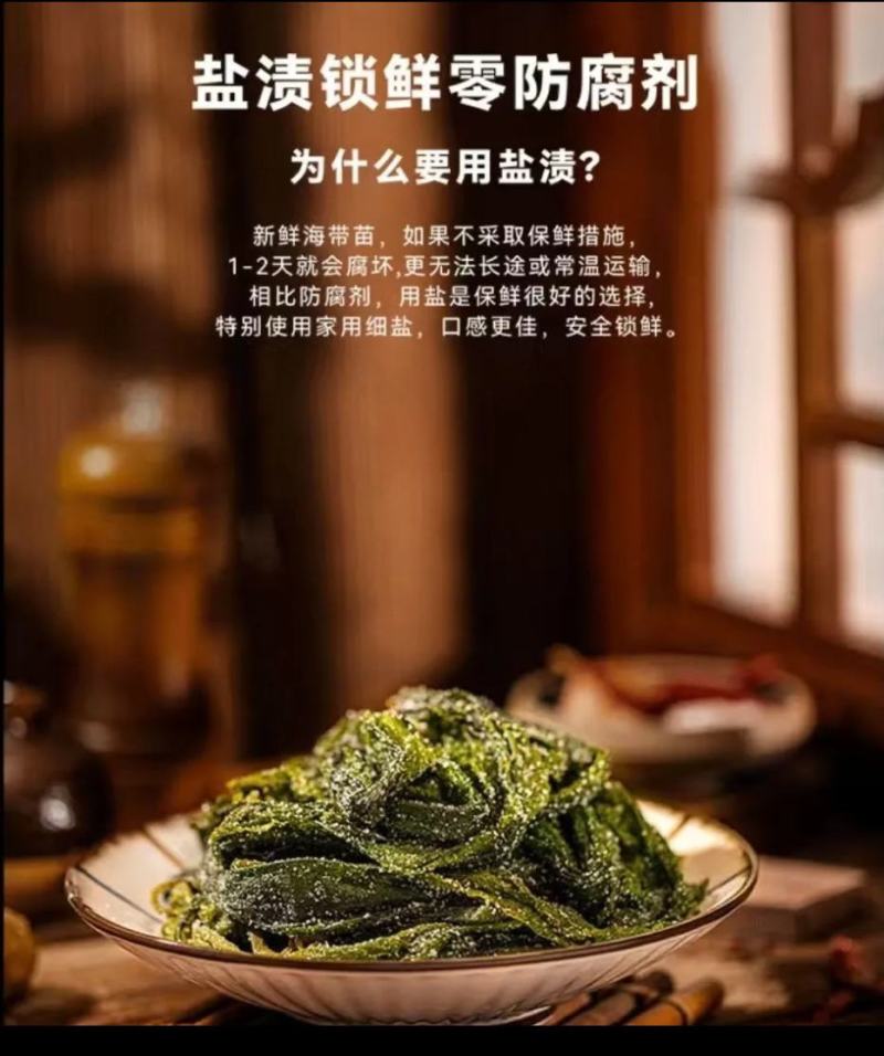 中国海带之乡福建省霞浦县海带嫩苗