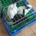 纯正黑白花獭兔
