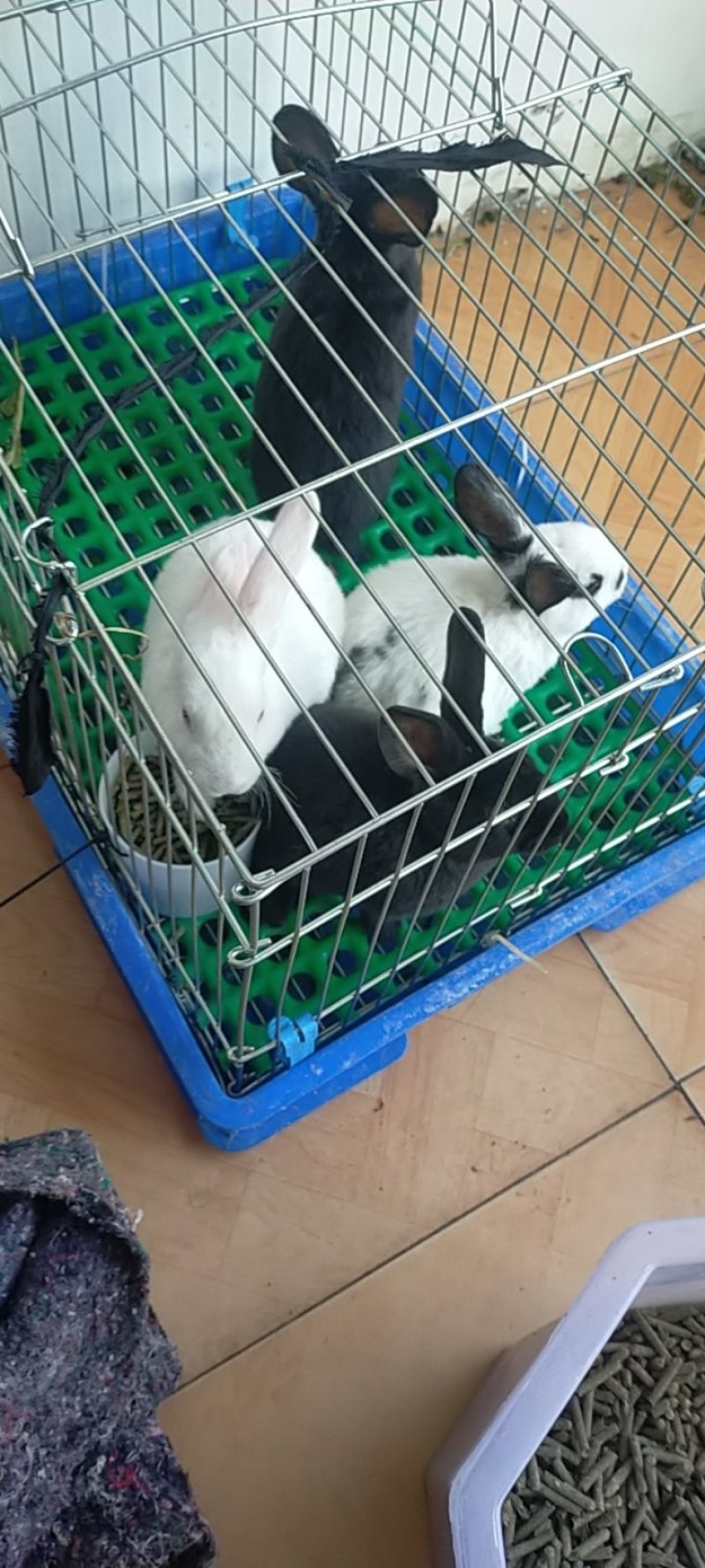 纯正黑白花獭兔