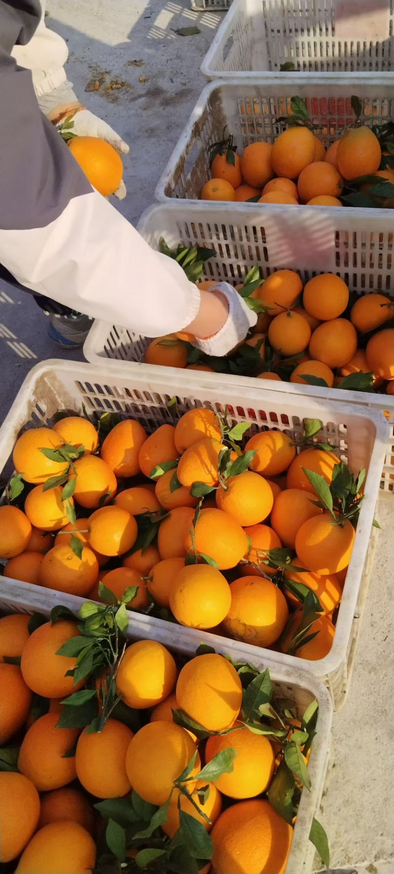 【精选】纽荷尔脐橙产地一手货源口感香甜个大均匀