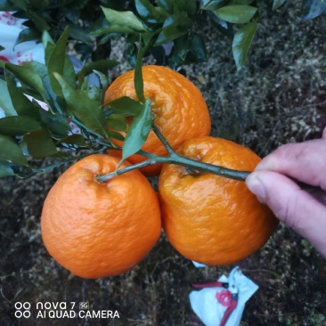 【推荐】耙耙柑/支持批发一件代发/品质保证/欢迎咨询