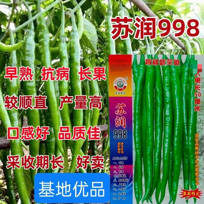 中辣长线椒长椒8号辣椒种子早熟顺直春秋播蔬菜辣椒籽高产