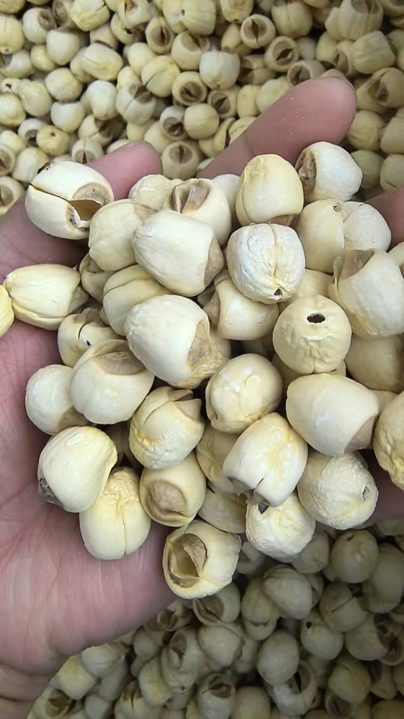精品过筛白莲子，量大质优规格齐全，品质保证可批发可零售