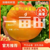 果园直发黄金油蟠桃树苗中油蟠味帝风味天后晚金霞包对版