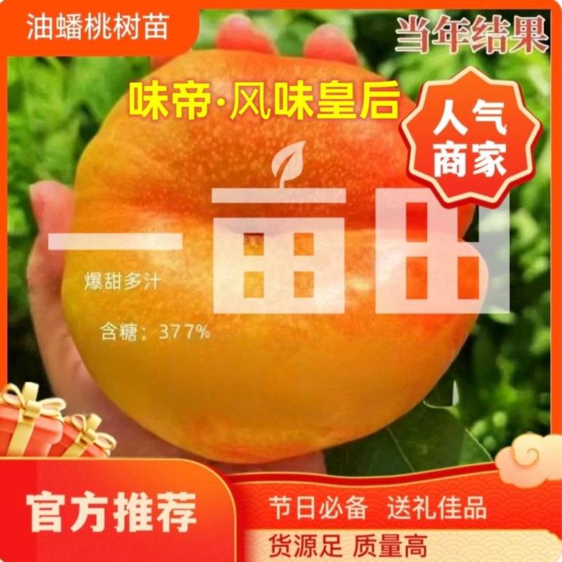 果园直发黄金油蟠桃树苗中油蟠味帝风味天后晚金霞包对版