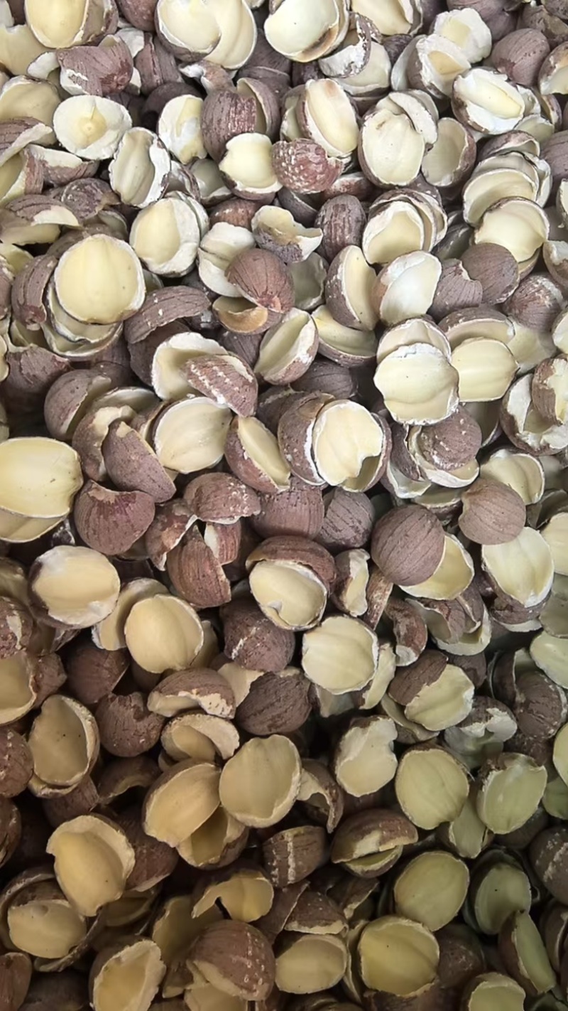 湖南湘潭红边莲当年新货保质保量广东荔湾区大量现货发全国
