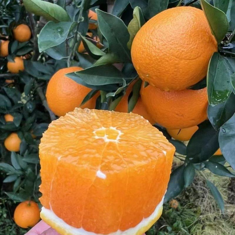 【热卖】长虹脐橙秭归橙子新鲜多汁个大皮薄量大价优
