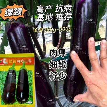 裕农三号紫皮长茄种子高产抗病春秋播种肉厚鲜嫩籽少大田种植