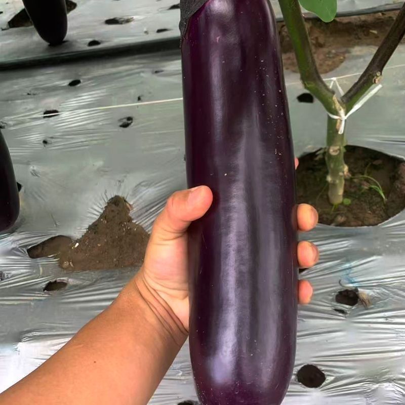 裕农三号紫皮长茄种子高产抗病春秋播种肉厚鲜嫩籽少大田种植
