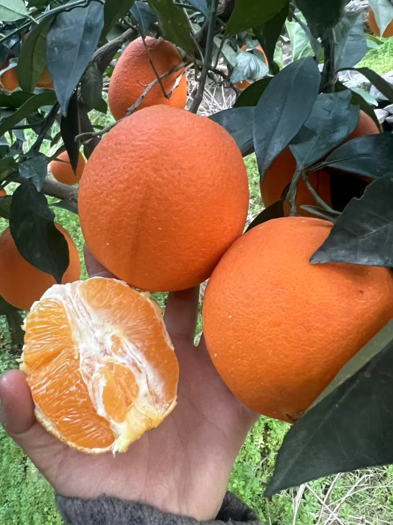 【精选】长虹脐橙橙子产地直发皮薄多汁量大优惠