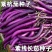丰茄808紫红长线茄种子细嫩皮薄顺直整齐高产春秋播种长茄