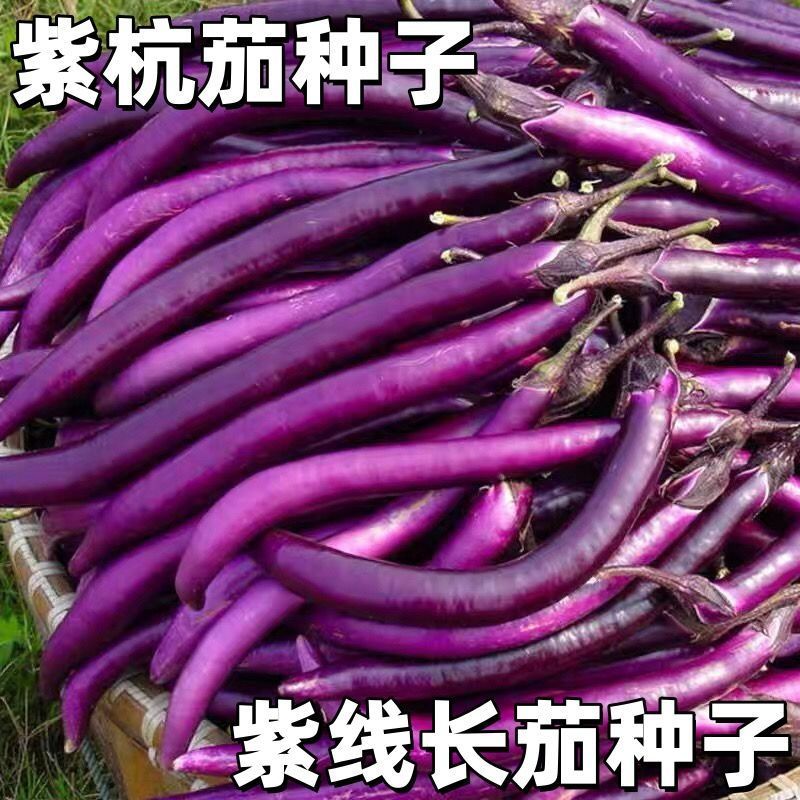 丰茄808紫红长线茄种子细嫩皮薄顺直整齐高产春秋播种长茄