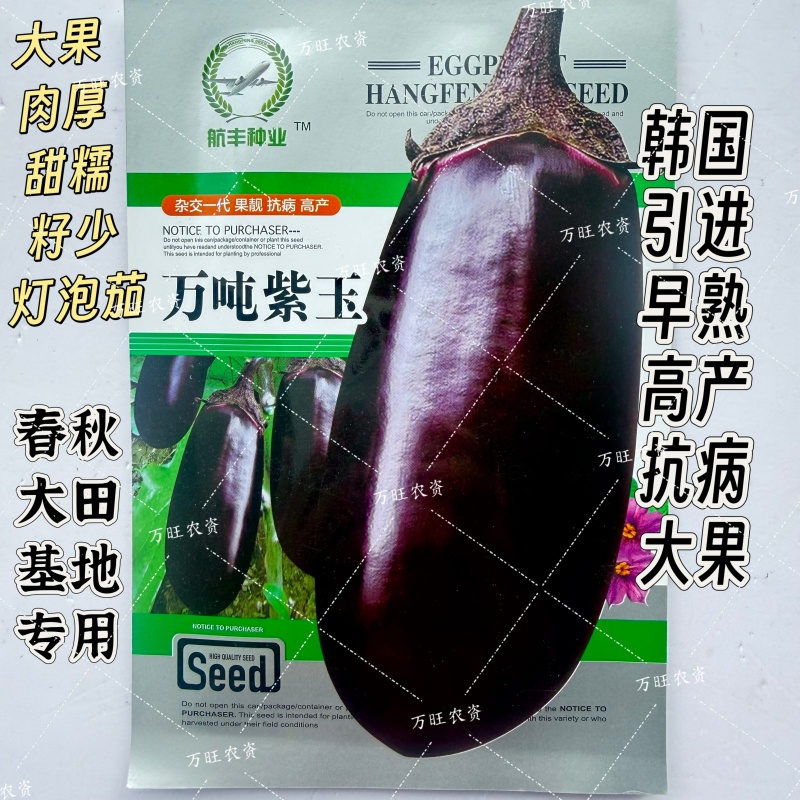 万吨紫玉紫圆茄种子大果灯泡茄椭圆形早熟高产特抗病大田基地